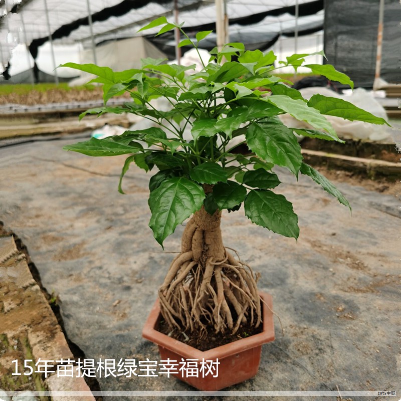 I首席品牌智库「设计有一套」栏目，专注挖掘优